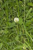 Running Buffalo Clover, Trifolium stoloniferum