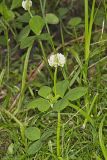 Running Buffalo Clover, Trifolium stoloniferum
