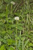 Running Buffalo Clover, Trifolium stoloniferum