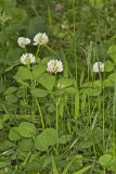 Running Buffalo Clover, Trifolium stoloniferum