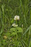 Running Buffalo Clover, Trifolium stoloniferum