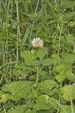 Running Buffalo Clover, Trifolium stoloniferum