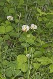 Running Buffalo Clover, Trifolium stoloniferum