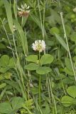 Running Buffalo Clover, Trifolium stoloniferum