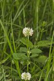 Running Buffalo Clover, Trifolium stoloniferum