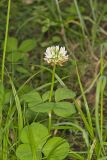 Running Buffalo Clover, Trifolium stoloniferum