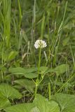 Running Buffalo Clover, Trifolium stoloniferum
