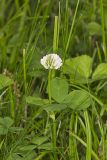 Running Buffalo Clover, Trifolium stoloniferum