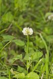 Running Buffalo Clover, Trifolium stoloniferum