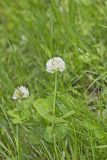Running Buffalo Clover, Trifolium stoloniferum