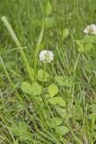 Running Buffalo Clover, Trifolium stoloniferum