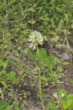 Running Buffalo Clover, Trifolium stoloniferum