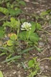 Running Buffalo Clover, Trifolium stoloniferum