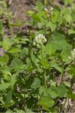 Running Buffalo Clover, Trifolium stoloniferum