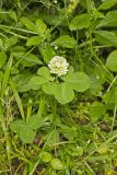 Running Buffalo Clover, Trifolium stoloniferum