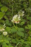 Running Buffalo Clover, Trifolium stoloniferum