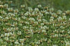 Running Buffalo Clover, Trifolium stoloniferum