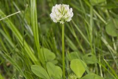 Running Buffalo Clover, Trifolium stoloniferum