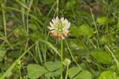 Running Buffalo Clover, Trifolium stoloniferum