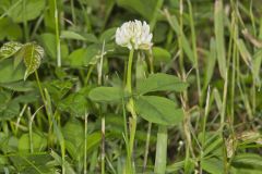 Running Buffalo Clover, Trifolium stoloniferum