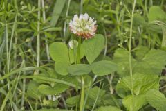 Running Buffalo Clover, Trifolium stoloniferum