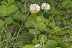 Running Buffalo Clover, Trifolium stoloniferum