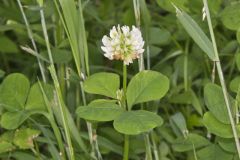 Running Buffalo Clover, Trifolium stoloniferum