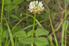 Running Buffalo Clover, Trifolium stoloniferum