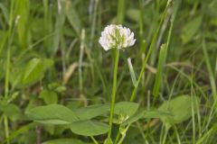 Running Buffalo Clover, Trifolium stoloniferum