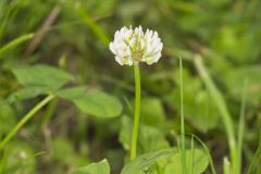 Running Buffalo Clover, Trifolium stoloniferum