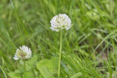 Running Buffalo Clover, Trifolium stoloniferum