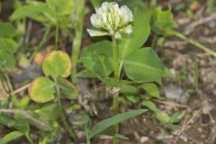 Running Buffalo Clover, Trifolium stoloniferum