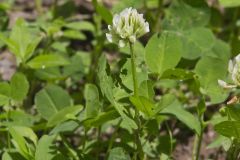 Running Buffalo Clover, Trifolium stoloniferum