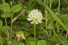 Running Buffalo Clover, Trifolium stoloniferum