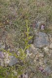 Running Clubmoss,  Lycopodium clavatum