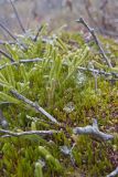 Running Clubmoss,  Lycopodium clavatum