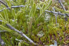 Running Clubmoss