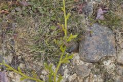 Running Clubmoss,  Lycopodium clavatum