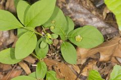 Running Strawberry Bush, Euonymus obovatus