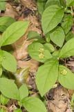 Running Strawberry Bush, Euonymus obovatus