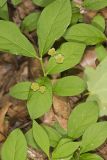 Running Strawberry Bush, Euonymus obovatus