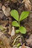 Running Strawberry Bush, Euonymus obovatus