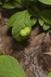 Running Strawberry Bush, Euonymus obovatus