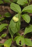 Running Strawberry Bush, Euonymus obovatus