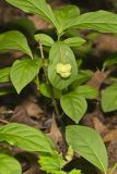 Running Strawberry Bush, Euonymus obovatus
