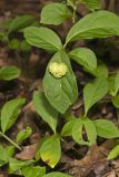 Running Strawberry Bush, Euonymus obovatus