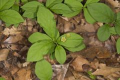 Running Strawberry Bush, Euonymus obovatus