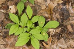 Running Strawberry Bush, Euonymus obovatus