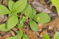 Running Strawberry Bush, Euonymus obovatus