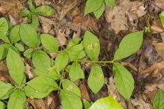 Running Strawberry Bush, Euonymus obovatus